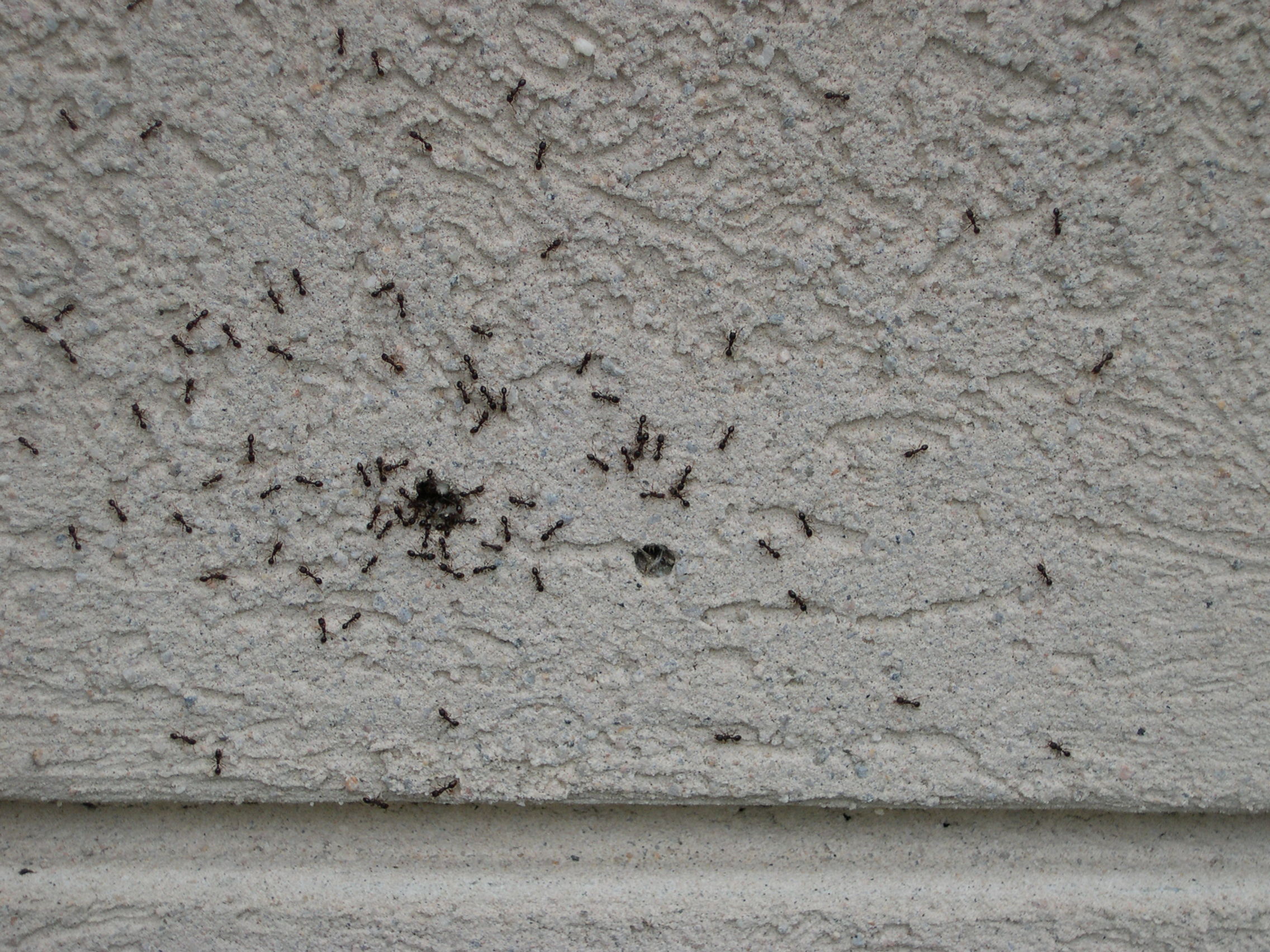 Ants behind stucco